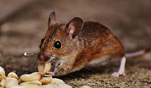 24 Hour & Emergency Exterminators in Mount Dora, FL